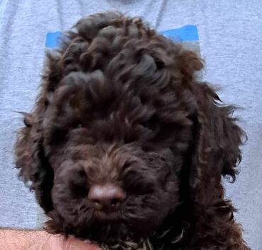 Psi: Prelepi štenci Lagoto Romanjolo dostupni za nove domove. Rođeni — 16