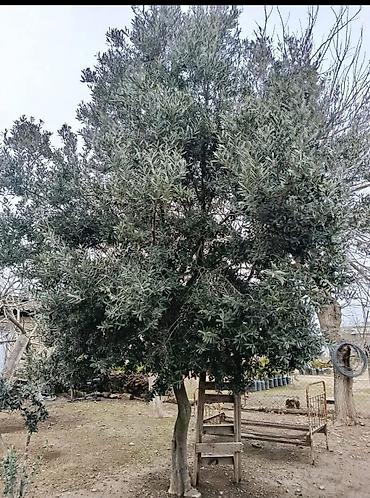 Ağaclar: Zeytun ağacları - Seçim: müxtəlif ölçü və yaşlarda zeytun ağacları - — 2