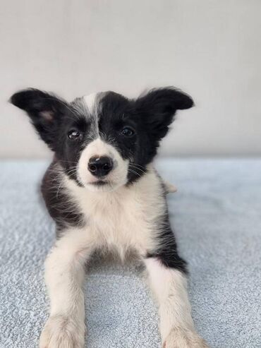 Psi: Štenci Border Collie oštenjeni 01. juna očišćeni od parazita više — 9