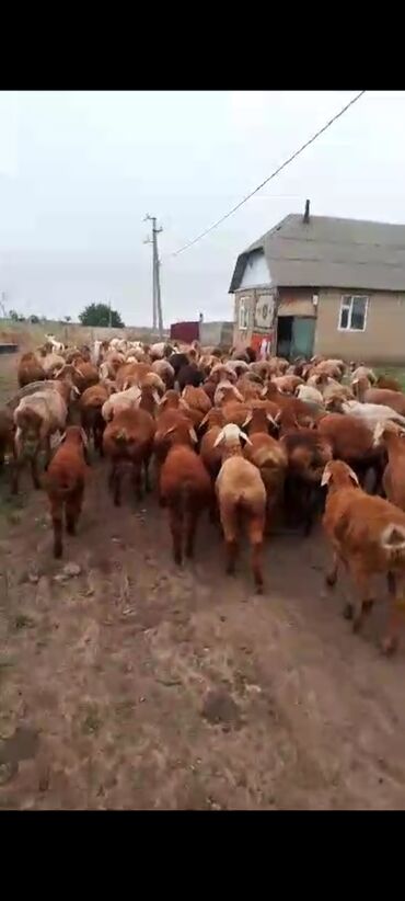молочный коза: Продаю | Овца (самка), Ягненок, Баран (самец) | Арашан | На забой, Для разведения | Племенные