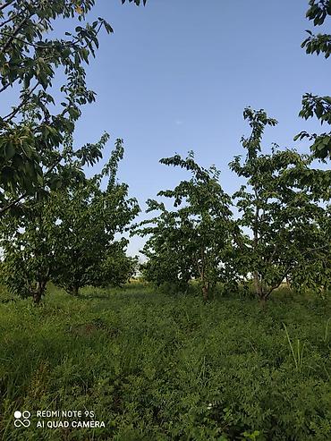 bilgeh ev satilir: 2713 sot, Kənd təsərrüfatı, Mülkiyyətçi, Kupça (Çıxarış) — 7