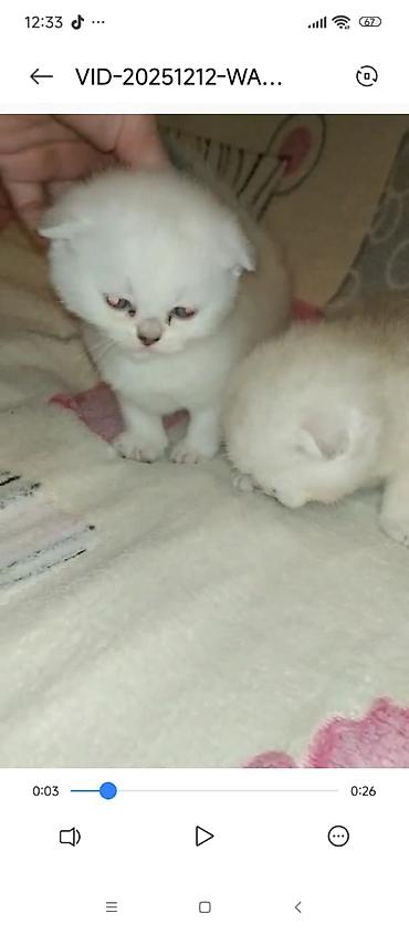 Pişiklər: Şotland — 13