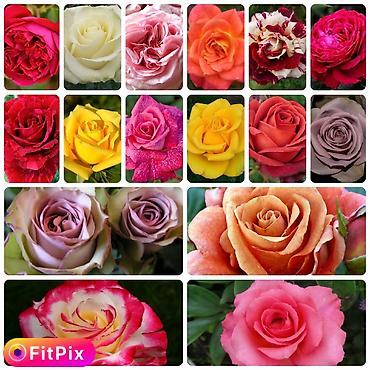 Роза: Продаю Розы ОПТОМ!!! На продажу есть розы в большом количестве разных — 3