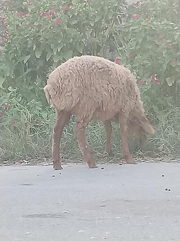 1 erkək, 1 dişi 3 aylıq quzular var. Dişinin çəkisi 21kq, erkəyin lalafo.az -da 1 erkək, 1 dişi 3 aylıq quzular var. Dişinin çəkisi 21kq, erkəyin