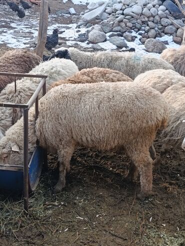 Бараны, овцы: Продаю | Ягненок | Меринос | На забой | Кастрированные at lalafo.kg — 8 Бараны, овцы: Продаю | Ягненок | Меринос | На забой | Кастрированные — 8