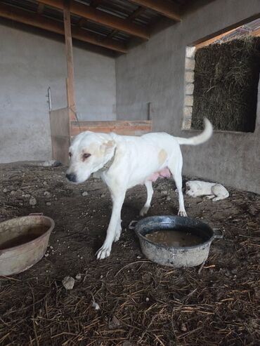 İtlər: Salam hamıya! çox sağlam və gözəl küçüklər satılır! 2 aylıg, erkək və — 9