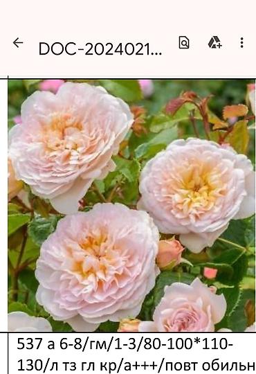 Садовые цветы и кустарники: Корни роз - Крупноцветковая чайно-гибридная роза с — 22