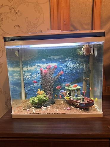 Akvariumlar: Dördbucaq akvarium, Balıqlarla birlikdə, 40 l, Ünvandan götürmə, Pulsuz çatdırılma — 4