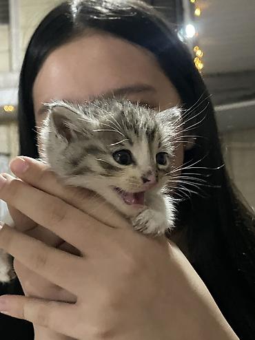 котик 1 месяц: Котёнок, полосатый табби с белыми лапками и грудкой. - Возраст — 5