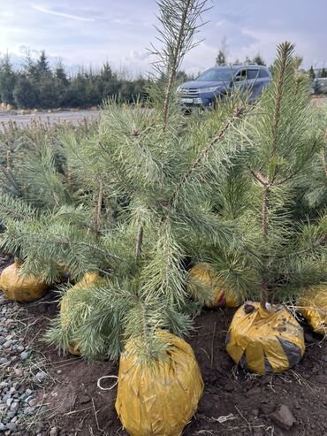 Декоративные деревья: Саженцы деревьев: Сосны — 8
