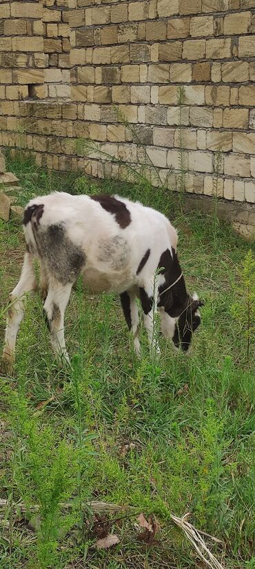 Inəklər, öküzlər: Dişi, il: 2, 250 kq, Südlük — 5