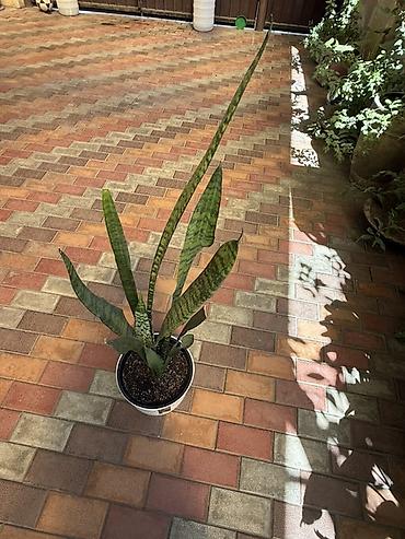 теща: Сансевиерия (Sansevieria trifasciata, “тещин язык”) в декоративном — 2
