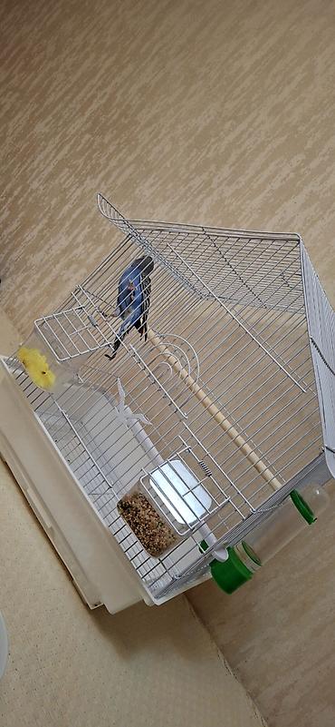 Qəfəslər: Dalğalı tutuquşu və qəfəs dəsti - Növ: dalğalı tutuquşu (budgerigar) — 2