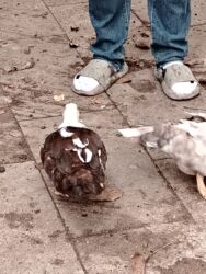 Ördəklər: Başlıq:Ev quşları Təsvir: Həyət quşları satılır: - Ördeyin xoruzu – — 2