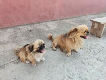 it qiymeti: Pekines, 1 il, Dişi, Sənədli, Ünvandan götürmə