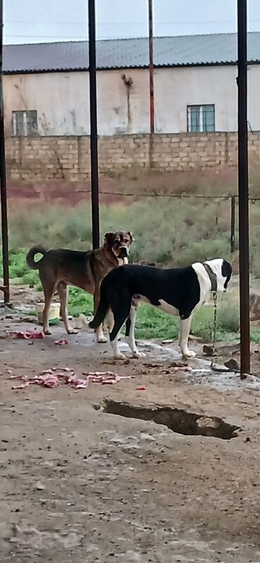 чау чау цена в баку: Гурдбасар, 2 года, Самец, С прививками, Бесплатная доставка
