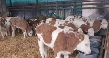 продаю музоо торпок корова самка бык самец айрширская ангус алатауская на забой для разведения на откорм племенные нетель привязанные: Продаю | Корова (самка), Бык (самец), Тёлка