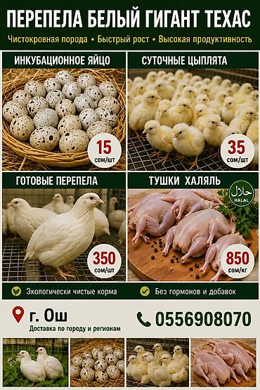 сыр тофу: 🐦 ПЕРЕПЕЛА «БЕЛЫЙ ГИГАНТ ТЕХАС» — В ОШ! 🐦 В наличии качественные — 1