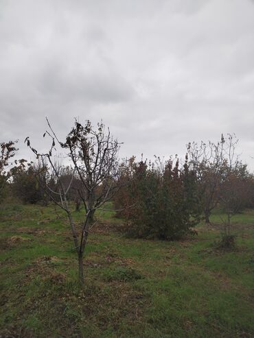 Kirayə torpaq sahələri: Kənd təsərrüfatı, Su — 8