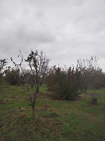 Torpaq sahələrinin satışı: Kənd təsərrüfatı — 8