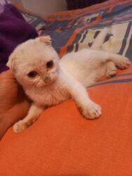 котёнок в хорошие руки: Шотладская вислоухая, Самка, Платная доставка