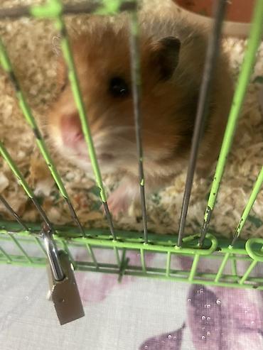 hamster kombat voucher: Хомяк с клеткой и аксессуарами - Домашний грызун в компактной — 1
