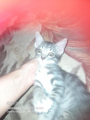 Кошки: TƏCİLİ Ana-uzuntuklu scotish fold ata- şotland 55 gun Sağlam — 8