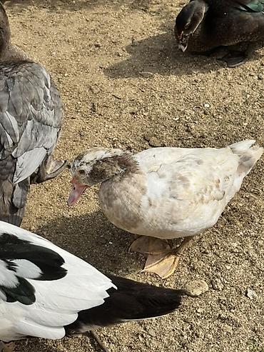 bulbul qusu satisi: Satılır Lal ördəklər.3-4 aylıqdılar. Tam sağlam. müxtəlif rəng — 3
