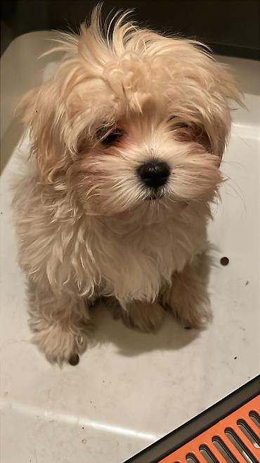 Продажа собак: ДРЕССИРОВКА СОБАК | ПЕРЕДЕРЖКА Хотите послушного, спокойного и — 9