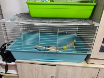 крыса домашняя: Клетка для грызунов/кролика - Просторная прямоугольная клетка с