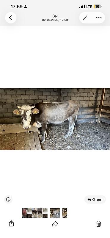 Коровы, быки: Продаю | Корова (самка) | Алатауская | Для молока | Привязанные — 1