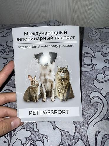 бойцовская собака: Ротвейлер, 2 месяца, Самец, С прививкой — 3