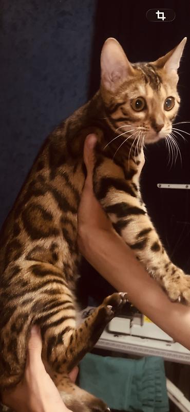 Продажа кошек: Бенгальская, 6 месяцев, Девочка — 3