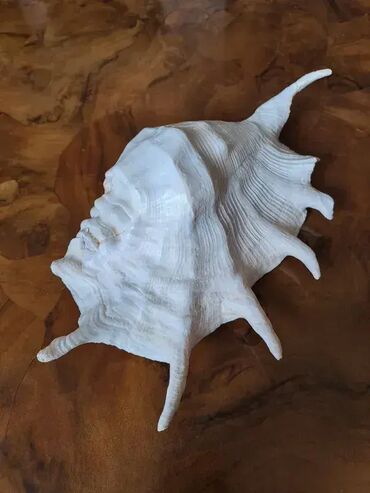 Akvariumi: Tri velike, izuzetno lepe skoljke. Dimenzija i cena: 30x23cm 4000din — 7