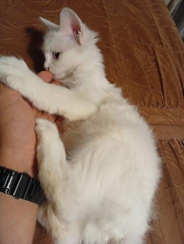 кошка регдолл: Турецкая порода Ван один глаз голубой один зелёный Белоснежный — 5