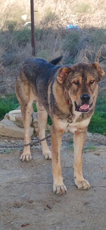 İtlər: Qurdbasar, 2 il, Erkek, Peyvəndli, Ödənişli çatdırılma — 4