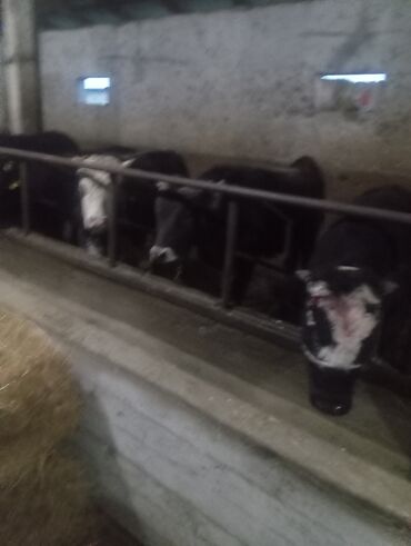 Коровы, быки: Продаю | Бык (самец) | На откорм | Привязанные — 8