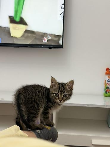 Продажа кошек: Котёнок тигровой окраски Симба, мальчик Возраст 1.5 месяца — 3