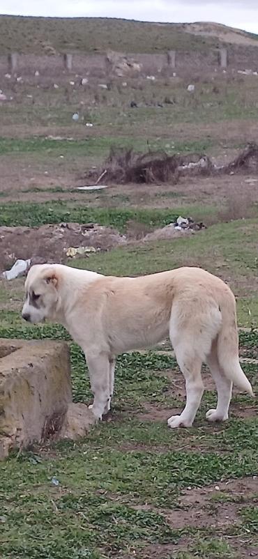 İtlər: Qurdbasar, 4 ay, Dişi — 2