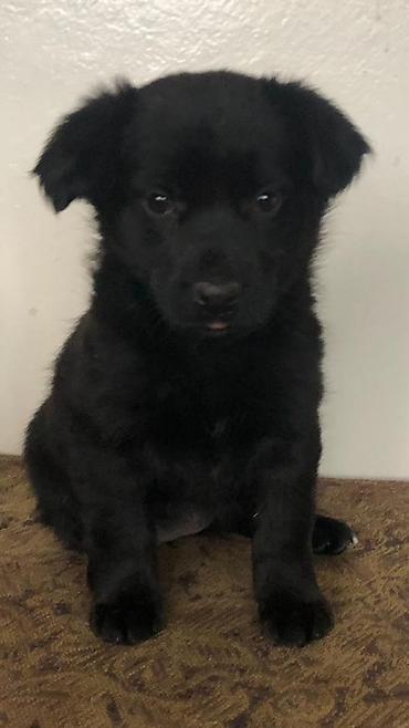 Продажа собак: 2 месяца, Самка — 7