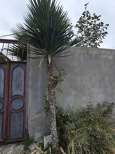 pavlovniya ağacı: Dekorativ yucca ağacı (Yucca aloifolia tipli) - Hündürlüyü təxminən — 2