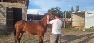 тай кара балта: Жаш тай сатылат баасы договорная lalafo.kg да тай кара балта: Жаш тай сатылат баасы договорная