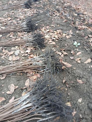 Tinglər: Meyvə və dekorativ ağac tingləri Təsvir: - Tərtər rayonu ərazisində — 10