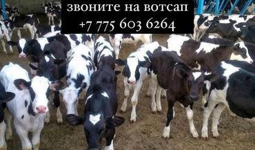 уй са: Продаю | Корова (самка), Бык (самец), Тёлка | Ангус, Герефорд, Голштин | На откорм, На забой, Для разведения | Племенные, Нетель