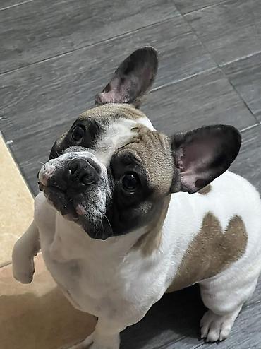 добрый: ИЩЕМ ДОМ ДЛЯ ПРЕКРАСНОГО МАЛЬЧИКА! 🐶❤️ Французский бульдог, кобель, 5 — 4