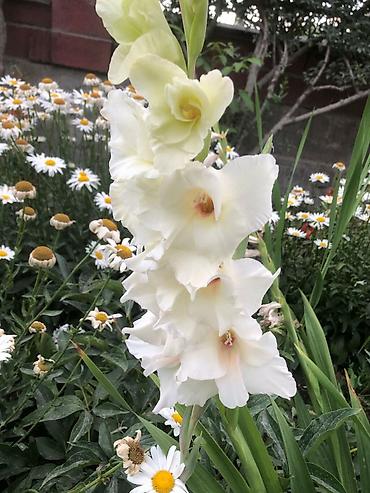 Размещение рекламы: В продаже комнатные цветы и многолетние садовые цветы. 1. Алое вера — 28