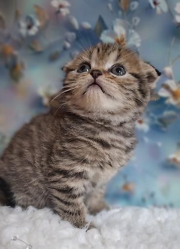 Продажа кошек: Скотиш Фолд (Шотландская вислоухая), 2 месяца, Девочка, Приучена к лотку, Проглистована — 4