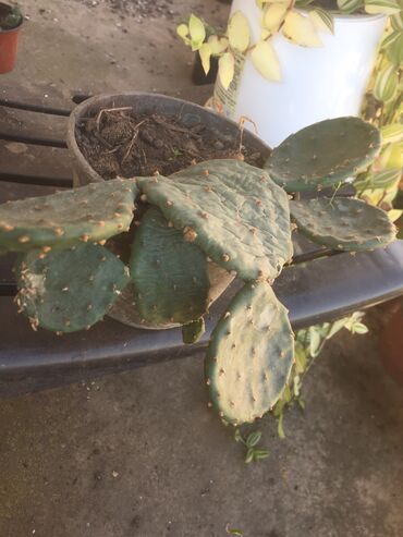 Kaktus: Kaktusi vise vrsta — 16