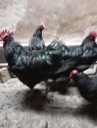 Куры, петухи: Продаю | Куры | Для разведения — 6