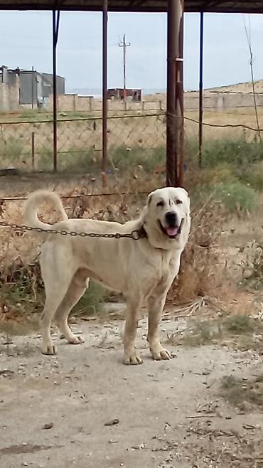 tap az itler kangal: Qurdbasar, 3 il, Erkək, Peyvəndli, Rayonlara çatdırılma — 6